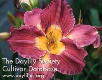 Daylily Whistling Oyster